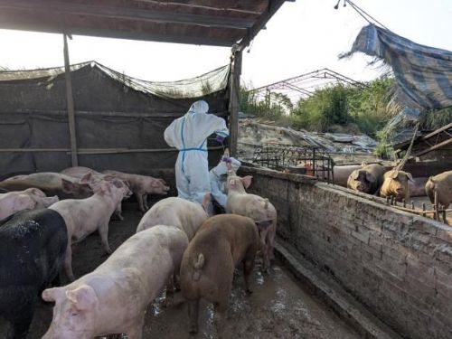 守護豬隻健康、守住產業安全！台南市府聯合稽查查獲違規餵飼廚餘，最高裁罰120萬元